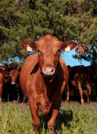 Shirttail Creek Farm and Farm Shop photo 2