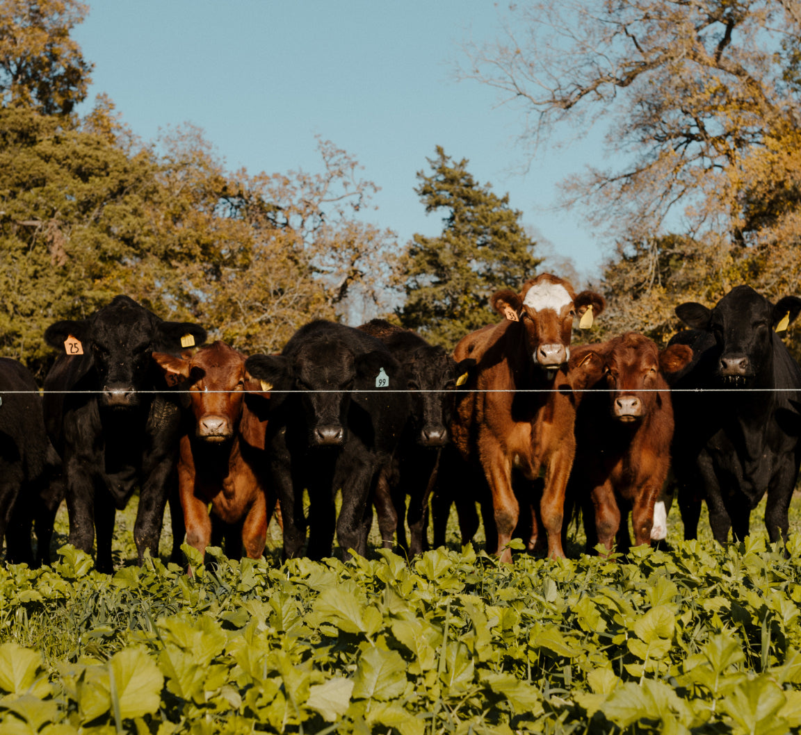 100% Grassfed and Finished Beef β Shirttail Creek Farm